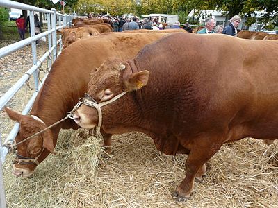 Limousin-Rinder auf der Landwirtschaftsschau von 2016