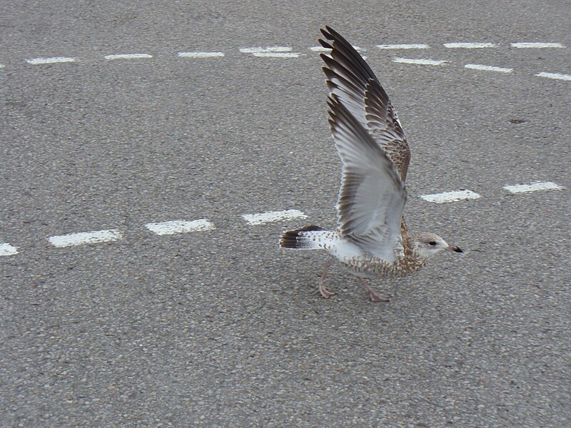 File:Larus delawarensis (juvenile).jpg