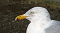 Larus argentatus (Herring Gull)