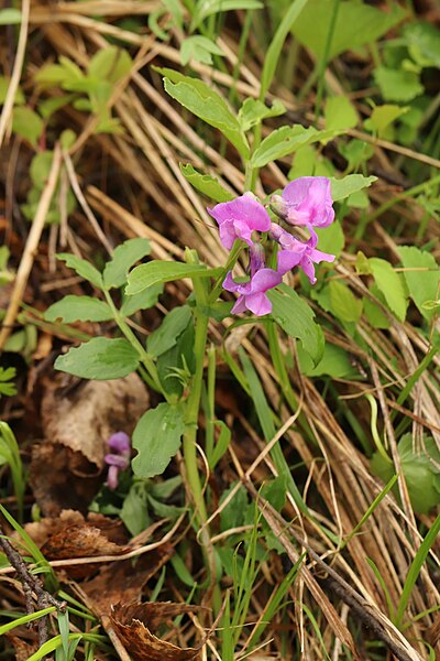 File:Lathyrus frolovii.jpg