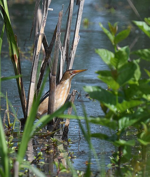 File:Least Bittern (male) - 52114906712.jpg