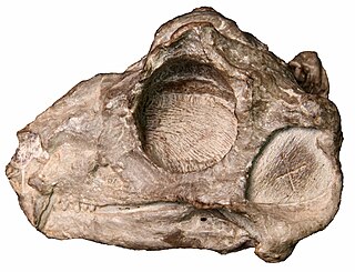 <i>Lende</i> species of synapsid