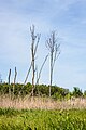 Beekdallandschap van de Lendevallei. Moerasvegetatie en biotoop.