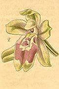 Leochilus oncidioides Type species