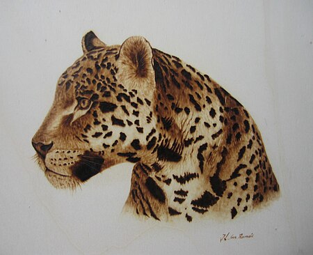 Leopardo.jpg