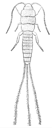 Miniatura para Lepidotrichidae