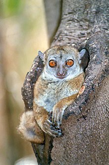 Lepilemur ankaranensis1.jpg