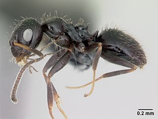 <i>Lepisiota</i> Genus of ants