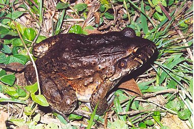 Leptodactylus labyrinthicus se retrouve en Argentine dans les provinces de Misiones et de Corrientes.