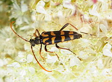 Leptura annularis httpsuploadwikimediaorgwikipediacommonsthu