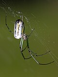 Miniatura para Leucauge venusta