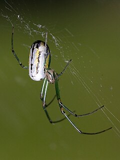 <i>Leucauge</i> Genus of arachnids (long-jawed orb weaver spiders)