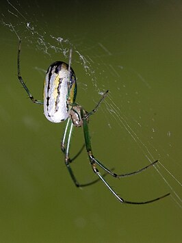 Leucauge venusta