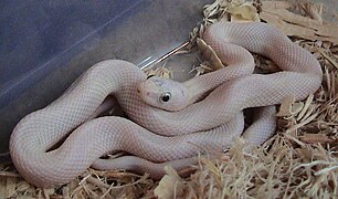 Serpente di ratto del Texas leucistico