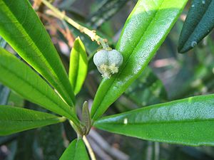 Leucocroton havanensis Borhidi.jpg