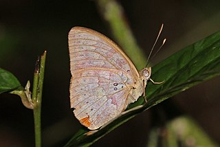 <i>Bebearia zonara</i> Species of butterfly