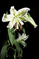 Lilium auratum var. platyphyllum Izu Islands, Tokyo, Japan