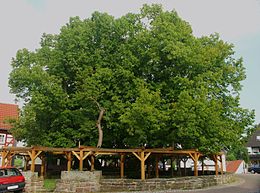 Németország legöregebb (mintegy 1200 éves) fája, a Bad Hersfeldhez közeli Schenklengsfeldben álló nagylevelű hárs