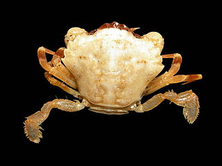 <i>Liocarcinus pusillus</i> Species of crab
