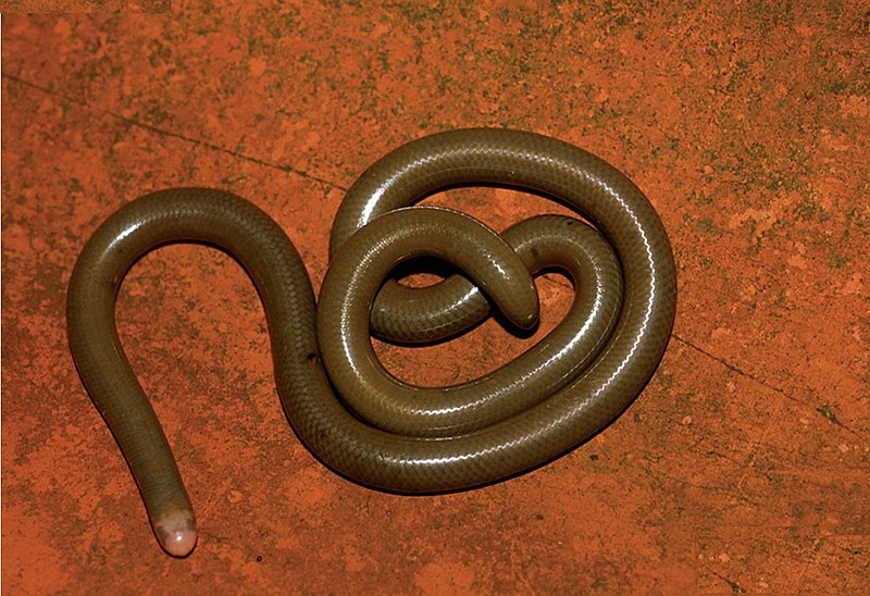 File:Liotyphlops beui.jpg