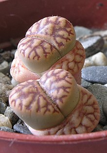 Lithops bromfieldii IB 2.jpg 