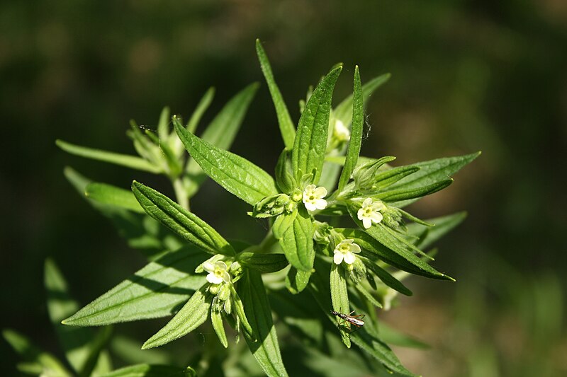 File:Lithospermum officinale bgiu.jpg