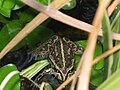 Litoria moorei Mar 06.jpg