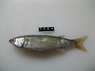 South African mullet Species of fish