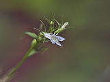 Indian Tobacco (Lobelia inflata) blooming in Mount Lebanon, Pennsylvania