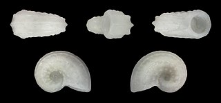<i>Lodderena ornata</i> Species of gastropod