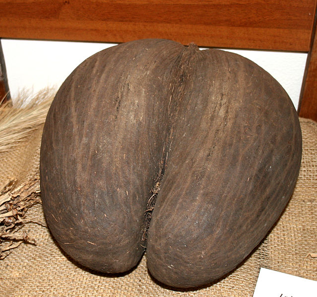 File:Lodoicea maldivica seed.jpg