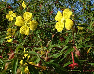 Ludwigia octovalvis5.jpg