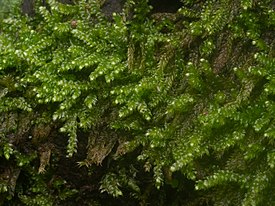 Lumut Daun (Division Bryophyta sp.3) di Taman Nasional Gunung Merapi