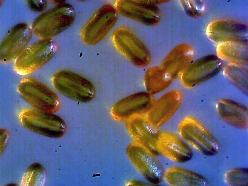 File:Lupinus pollen.jpg