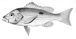 Lutjanus guttatus