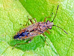 Lygaeidae - Nysius graminicola.JPG