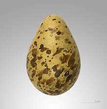 Jack snipe egg Lymnocryptes minimus MHNT.jpg