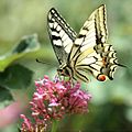 Machaon (Papilio machaon)