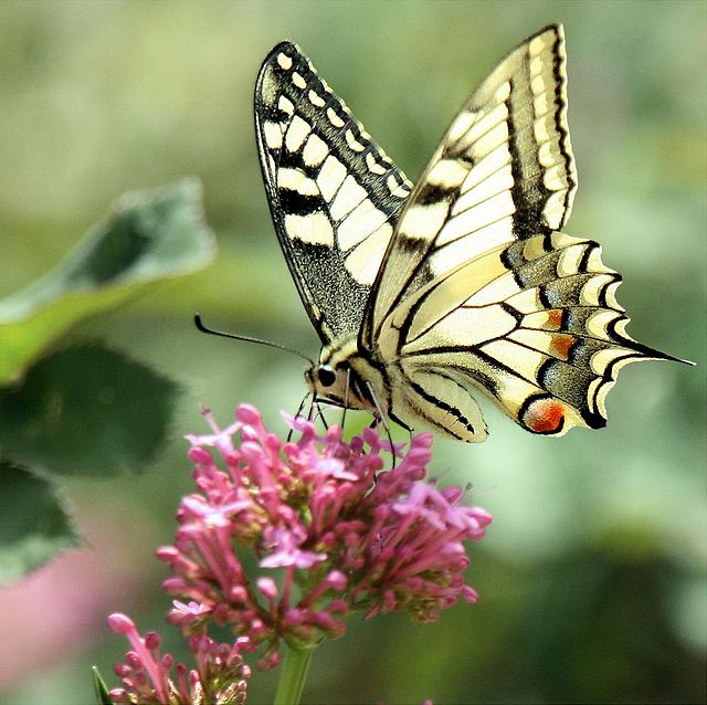 Koninginnenpage (Papilio machaon)