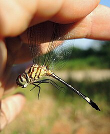 Macrothemis inequiunguis1.jpg