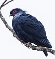 Madagascar Blue Pigeon - Andasibè - Madagascar S4E7924 (15102527167) (cropped).jpg