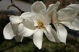 Magnolia kobus 3zz.jpg