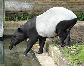 Maleise Tapir.JPG