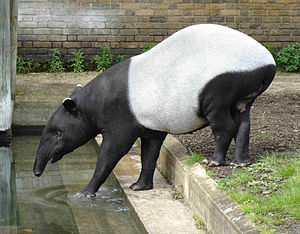 Тапір чепрачний, або малайський тапір, (Tapirus indicus)