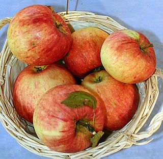 <span class="mw-page-title-main">James Grieve (apple)</span> Apple cultivar