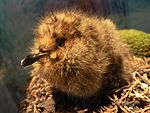 Marbled Murrelet chick, Brachyramphus marmoratus Pengo.jpg