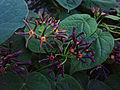 Matelea obliqua - Climbing Milkvine.jpg