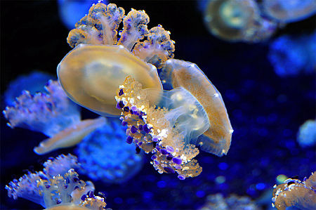 ไฟล์:Mediterranean-jellyfish-af.jpg