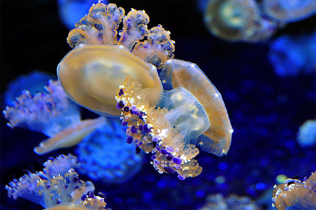 Ubur-ubur Mediterranean di Monterey Bay Aquarium.