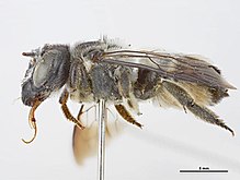 Megachile vestitor f.jpg